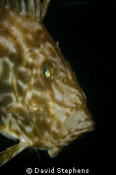 John Dory seen under Swanage pier, October 2008. Nikon D1... by David Stephens 
